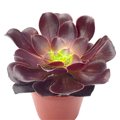 Aeonium 'Deep Purple'