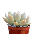 Echeveria 'Galileo'