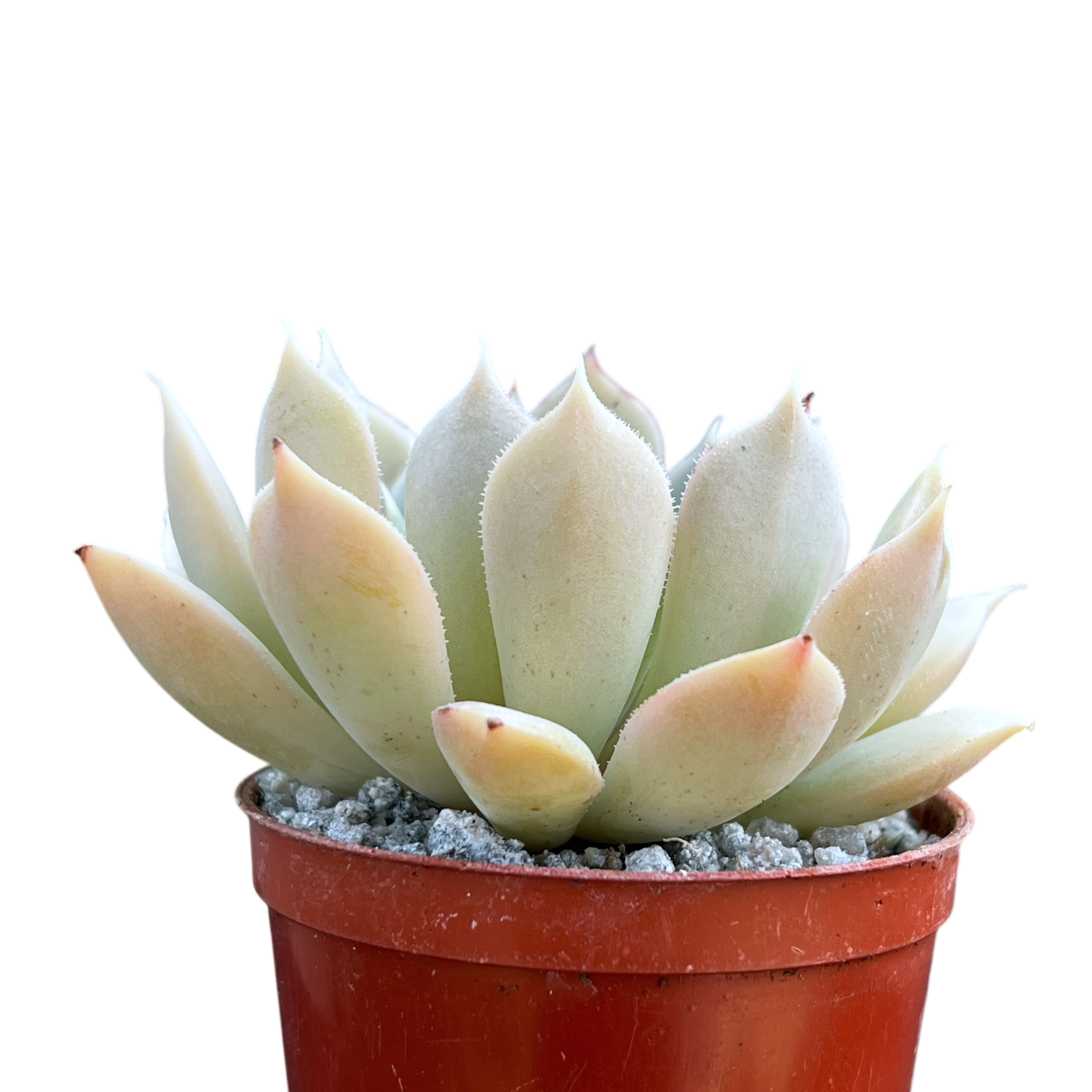 Echeveria 'Galileo'
