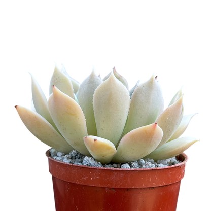 Echeveria 'Galileo'