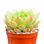 Echeveria derosa 'Worfield Wonder'