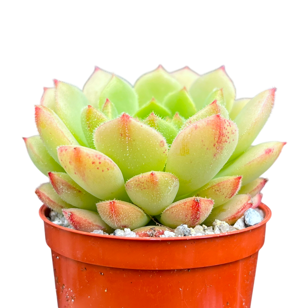 Echeveria derosa 'Worfield Wonder'