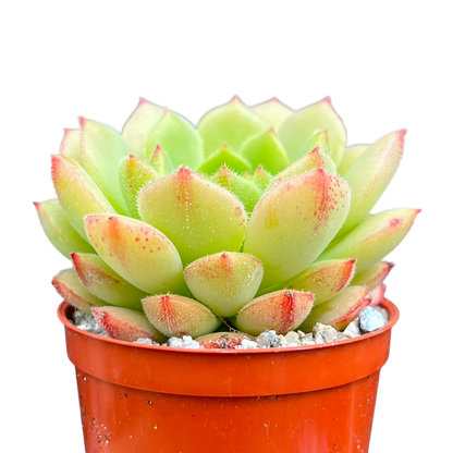 Echeveria derosa 'Worfield Wonder'