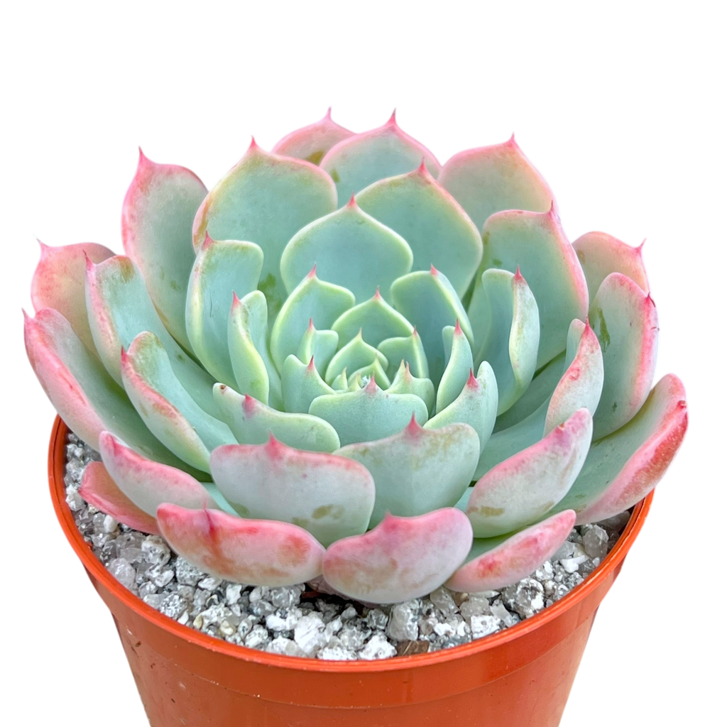 Echeveria 'Sierra'