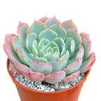 Echeveria 'Sierra'