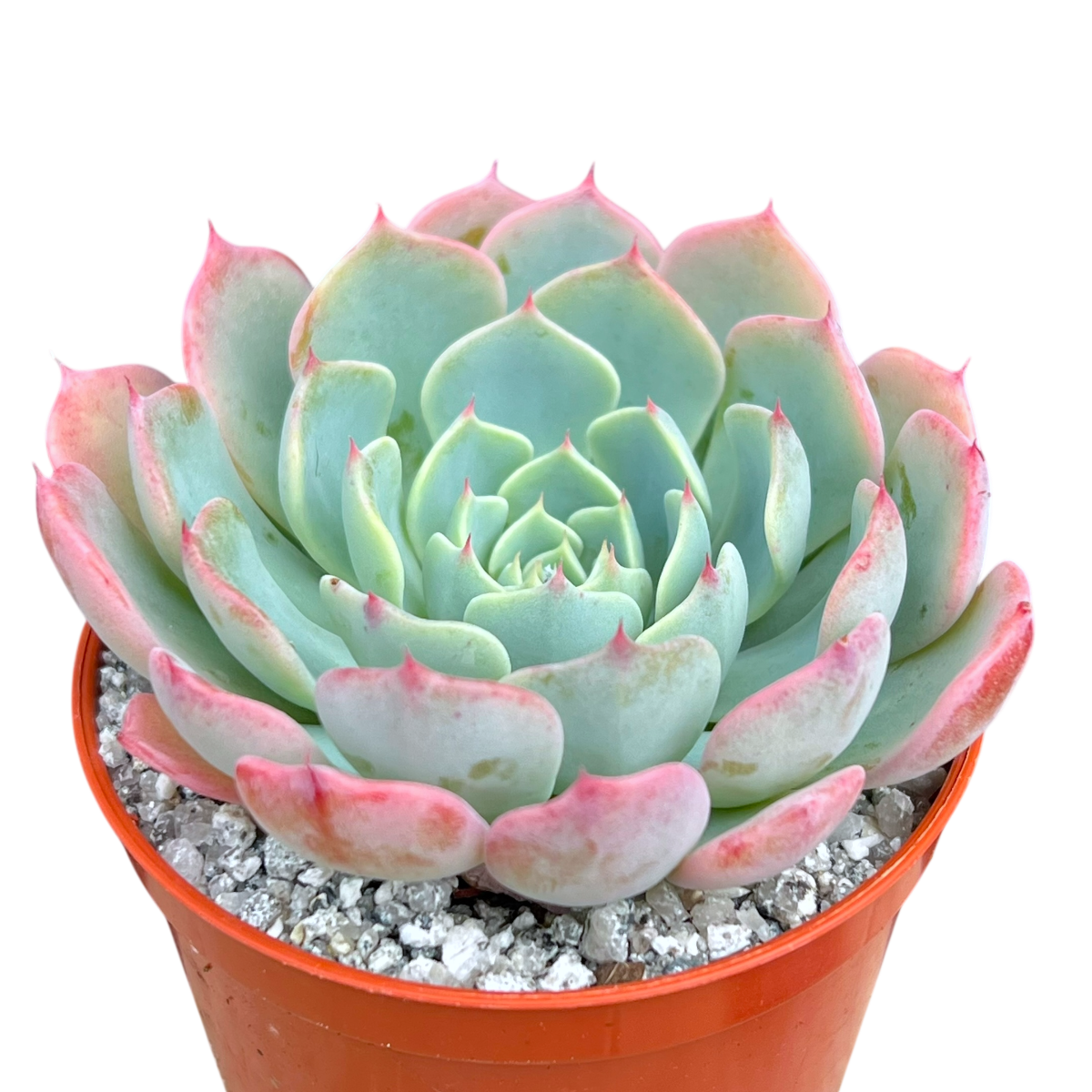 Echeveria 'Sierra'