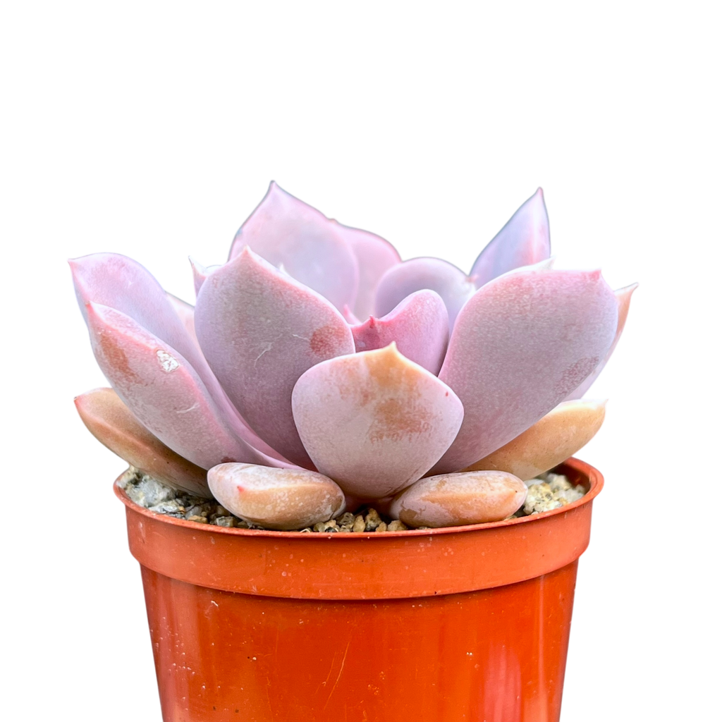 x Graptoveria 'Debbie'