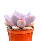 x Graptoveria 'Debbie'