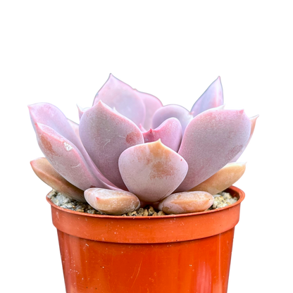 x Graptoveria 'Debbie'