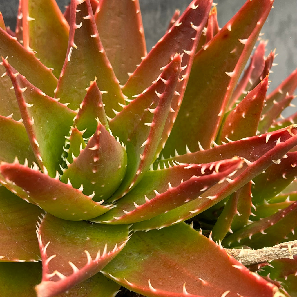 Aloe mitriformis