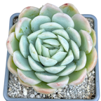 Echeveria elegans