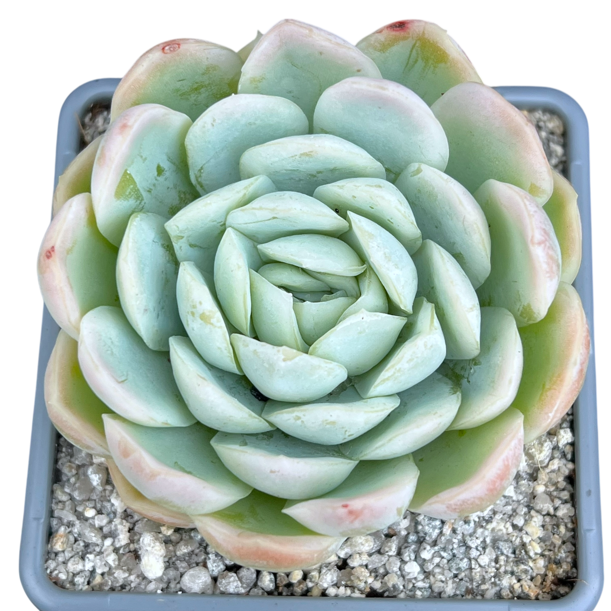 Echeveria elegans