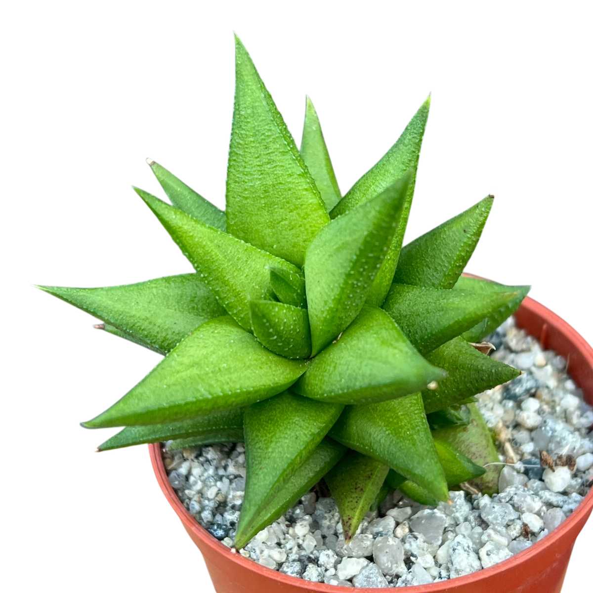 アストロロバ・スキネリー – Surreal Succulents