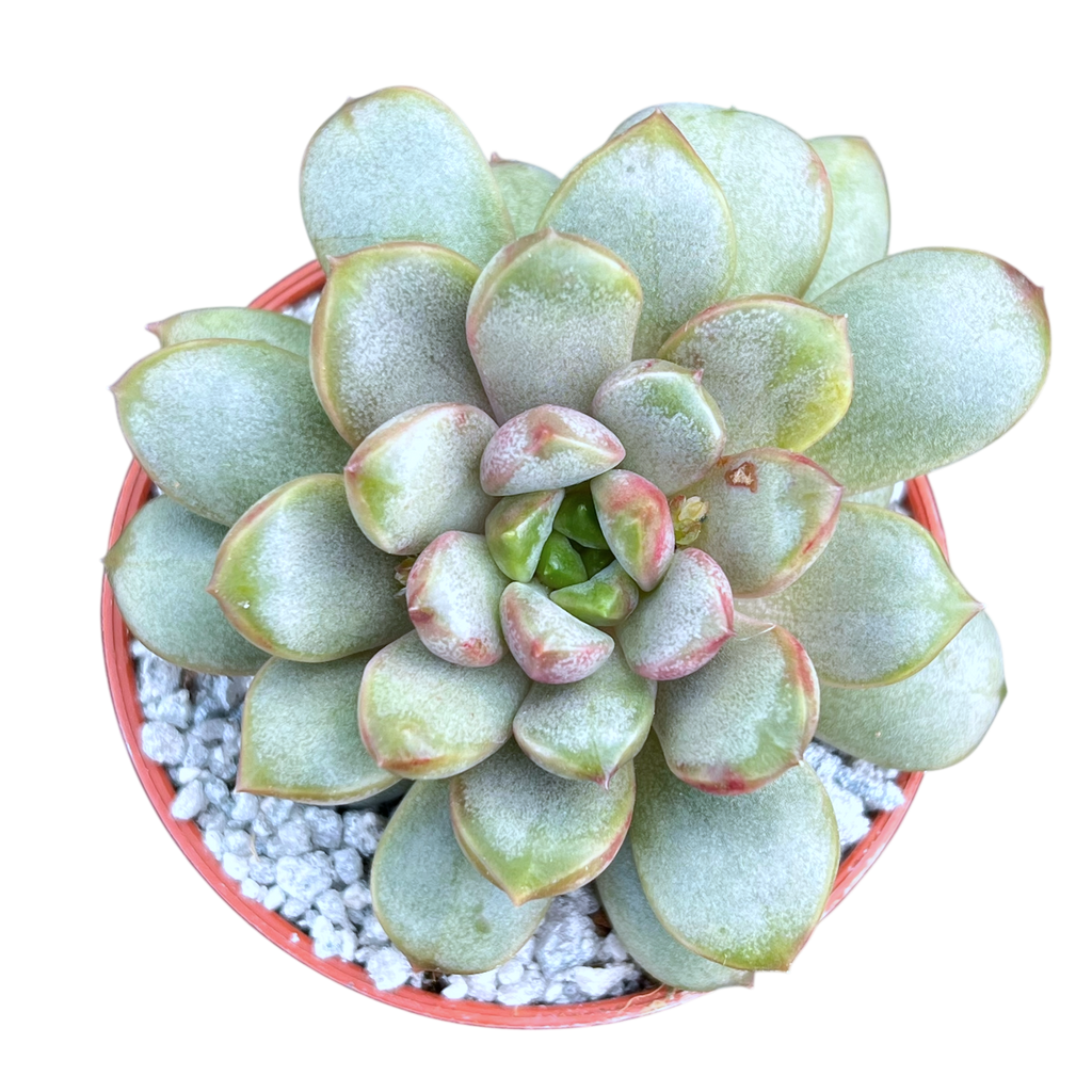 x Graptoveria 'Amethorum'