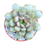 x Graptoveria 'Amethorum'