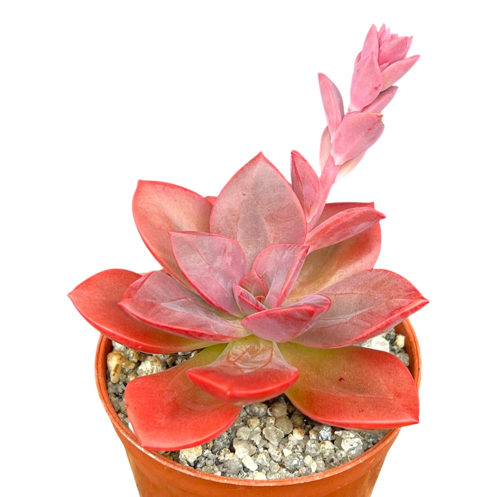 Echeveria 'Chroma'