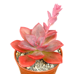 Echeveria 'Chroma'