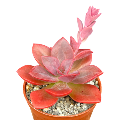 Echeveria 'Chroma'