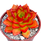 x Sedeveria 'Letizia' succulent with red-orange leaves and yellow center in terracotta pot with gravel.