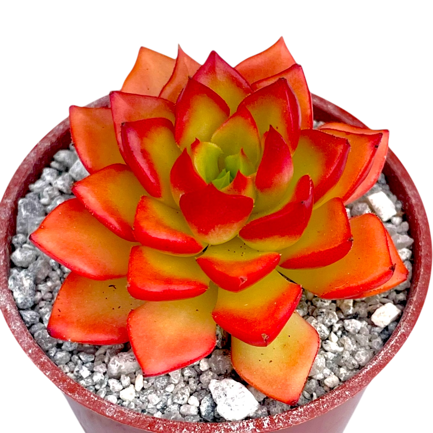 x Sedeveria 'Letizia'