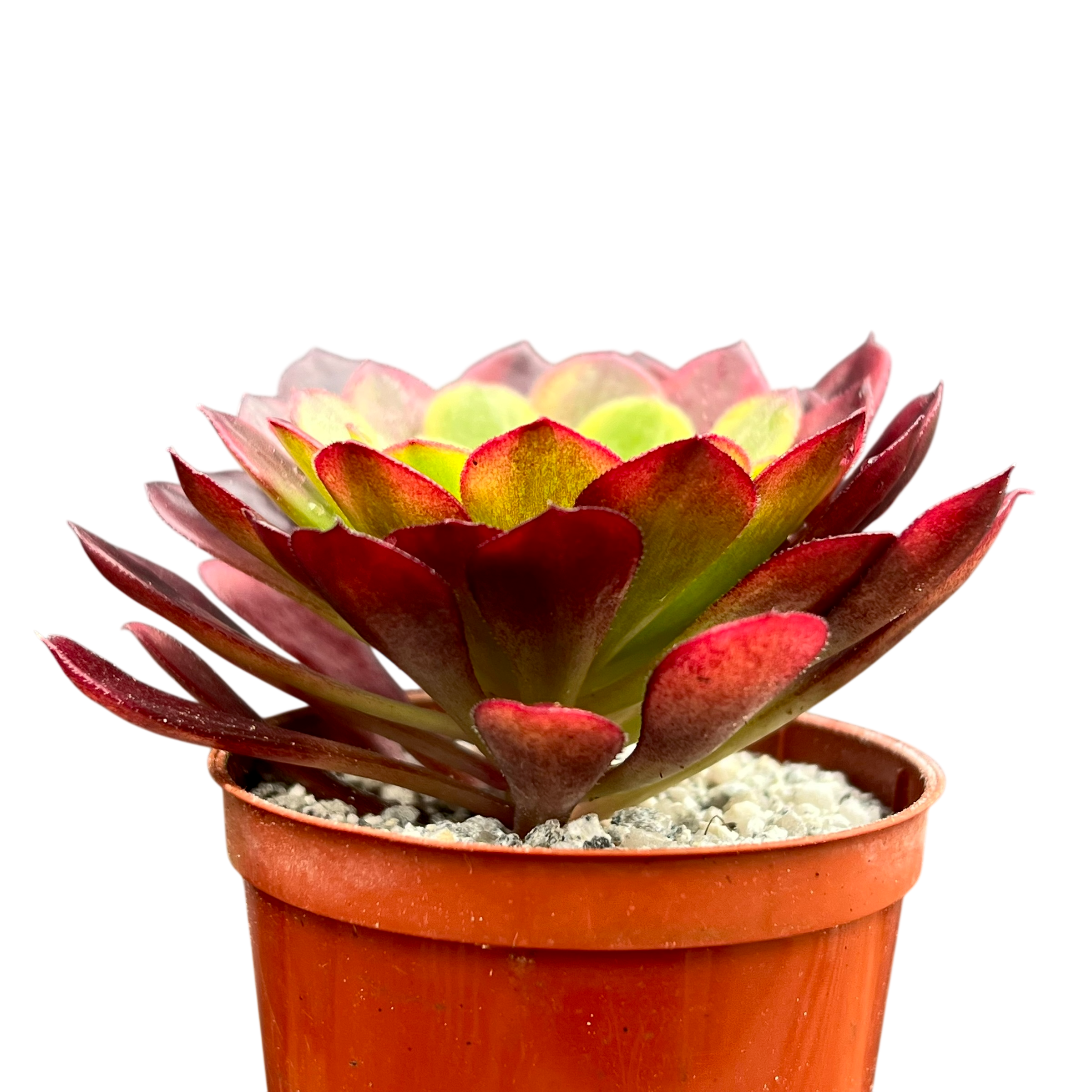 アエオニウム 'フィエスタ' – Surreal Succulents