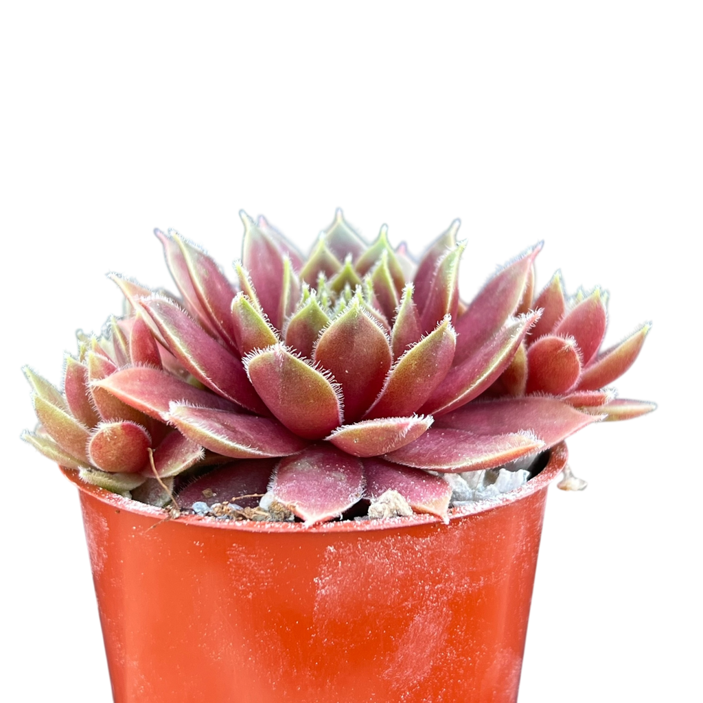 Sempervivum 'Irazu'
