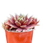 Sempervivum 'Irazu'
