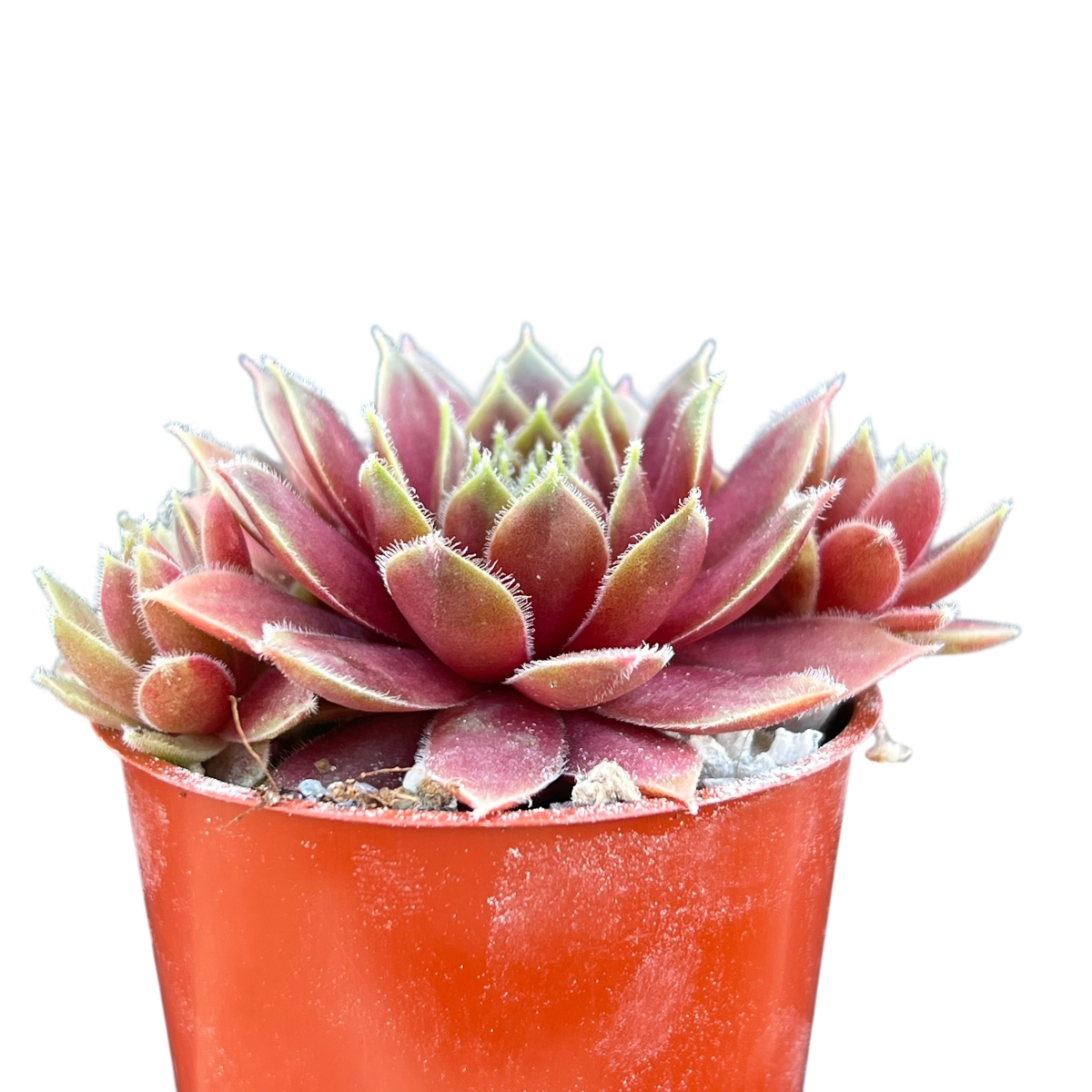 Sempervivum 'Irazu'