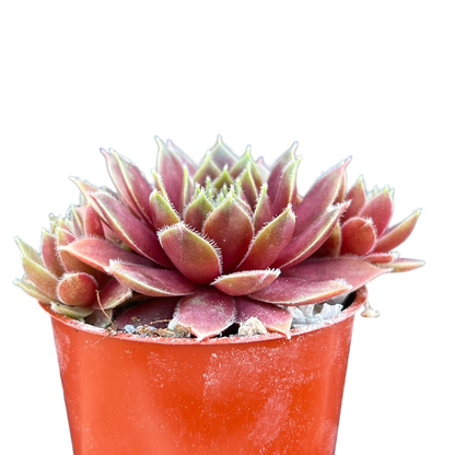 Sempervivum 'Irazu'