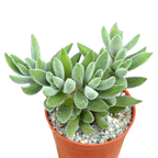 Crassula 'Surprise Party'