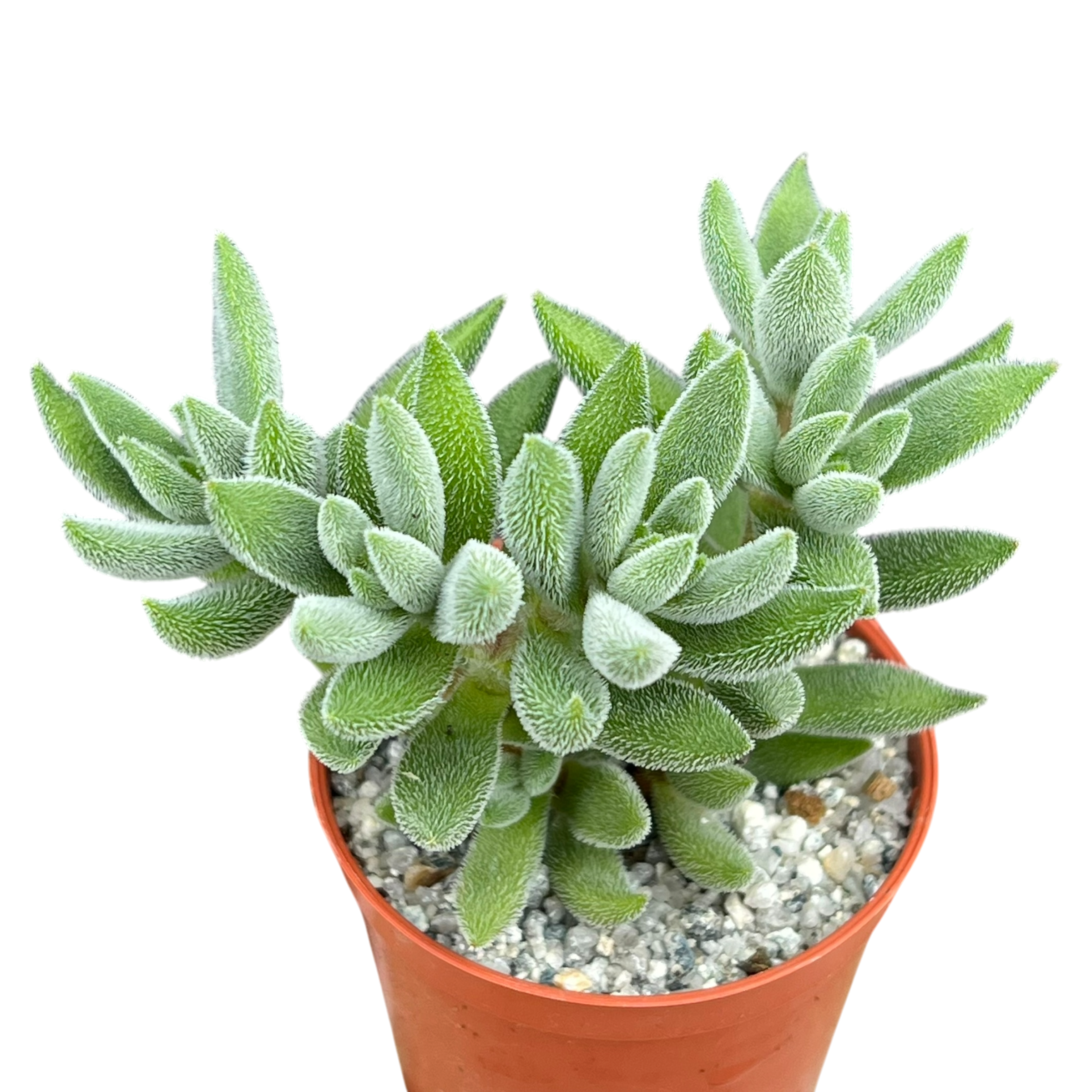 Crassula 'Surprise Party'