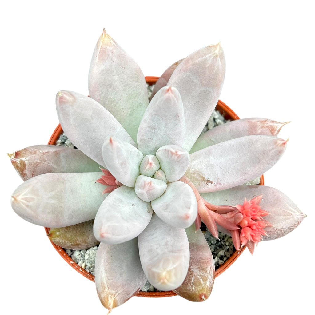 Echeveria tolimanensis