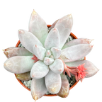 Echeveria tolimanensis