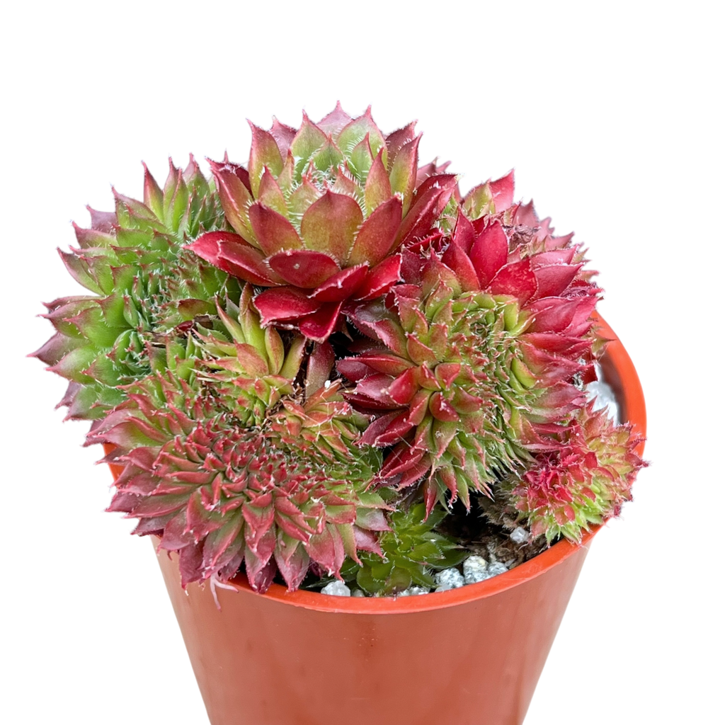 Sempervivum 'Red Robin'