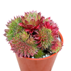 Sempervivum 'Red Robin'