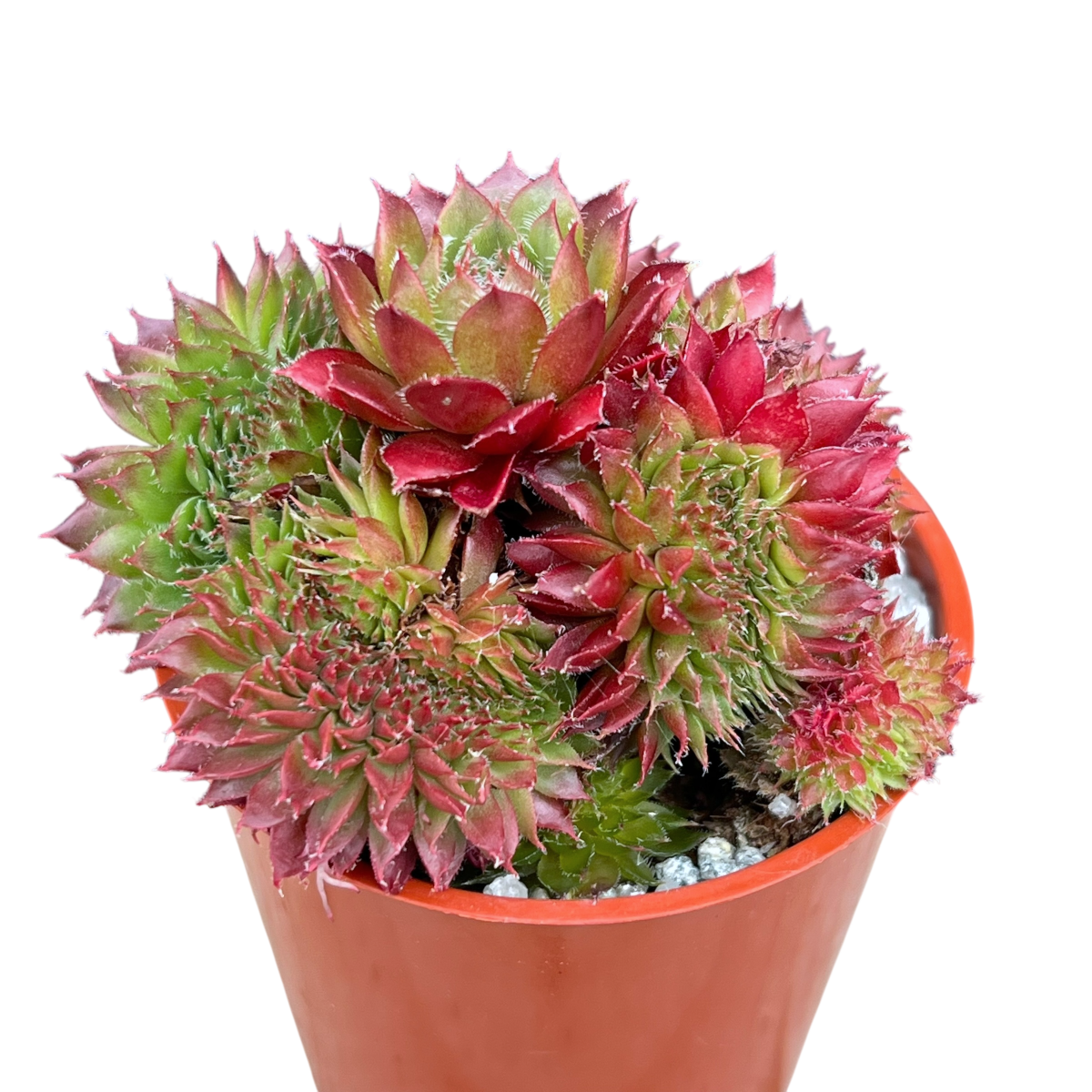 Sempervivum 'Red Robin'