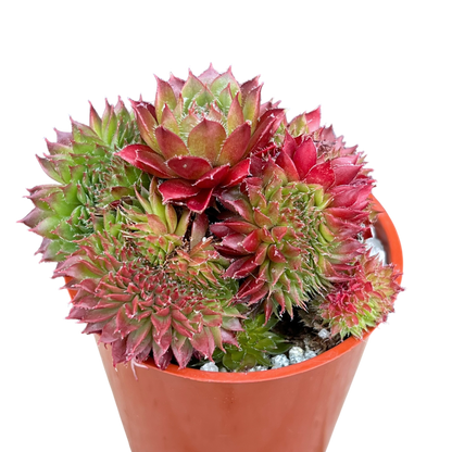 Sempervivum 'Red Robin'
