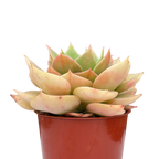 Echeveria funkii