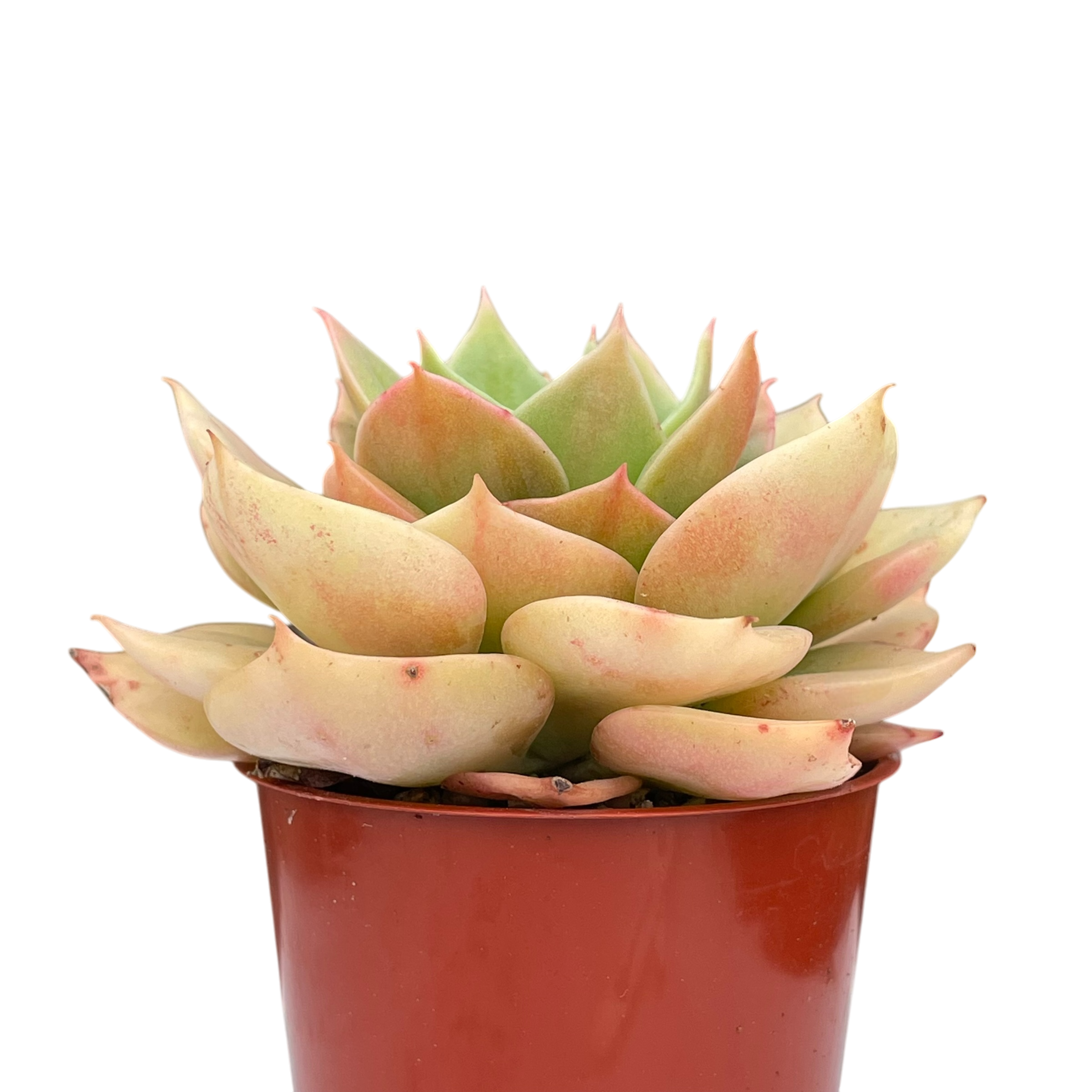 Echeveria funkii