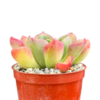 Echeveria setosa var. oteroi