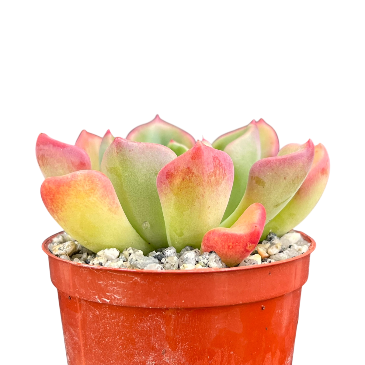 Echeveria setosa var. oteroi