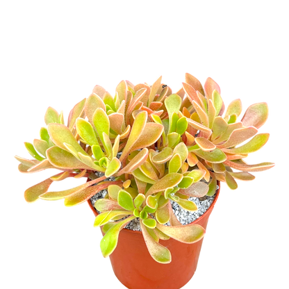 Aichryson aizoides