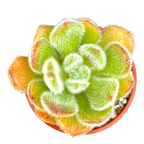 Echeveria 'Bombycina'