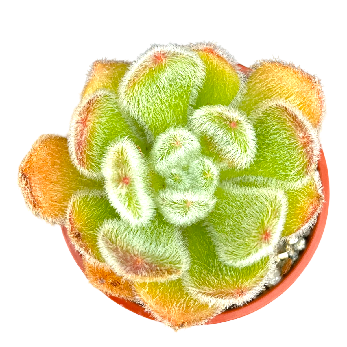 Echeveria 'Bombycina'