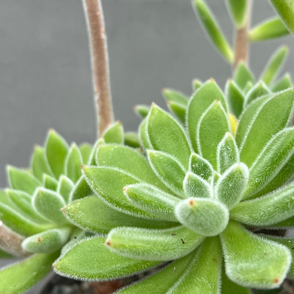 Echeveria 'Set-Oliver'