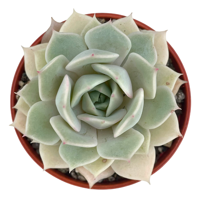 Echeveria 'Fleur Blanc'