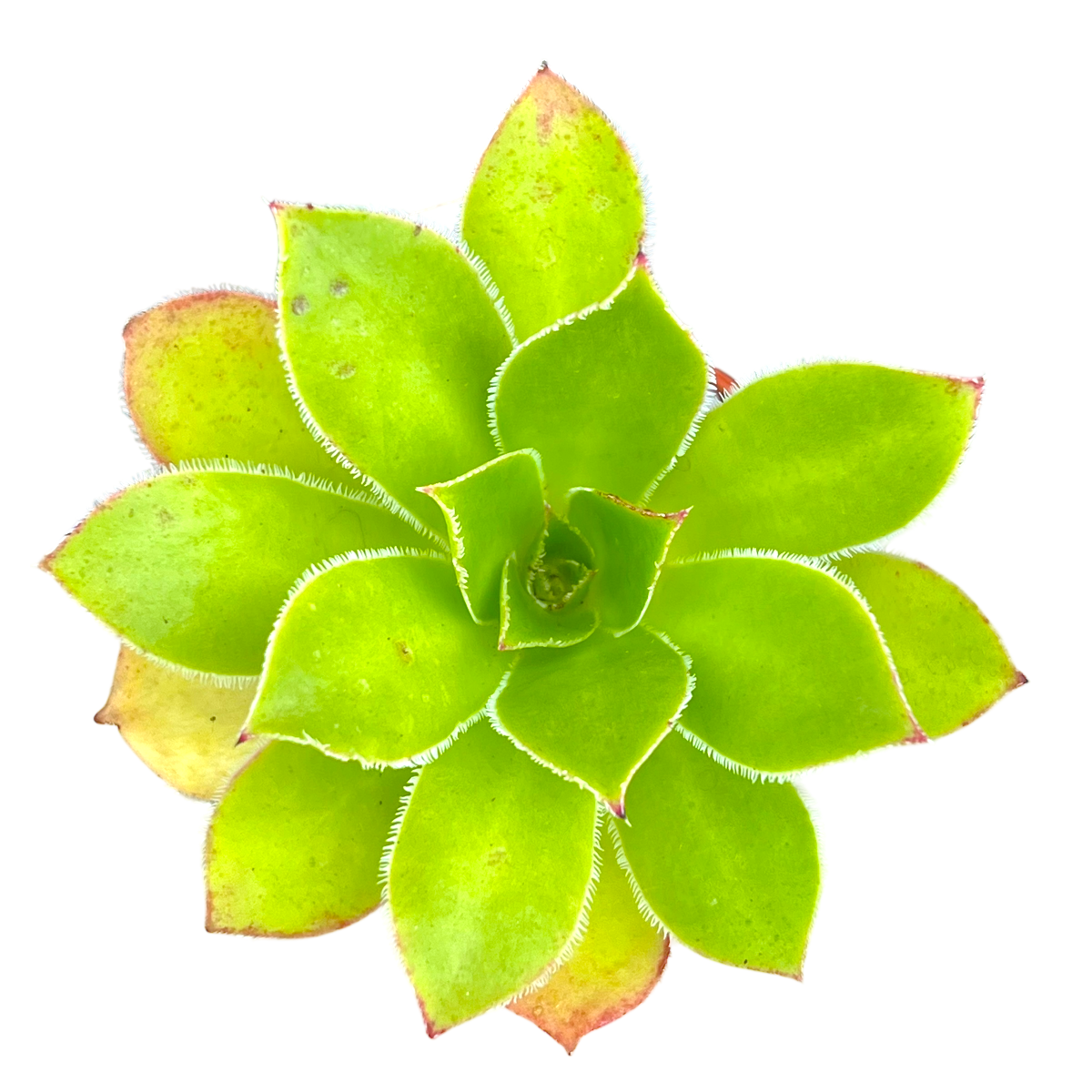 Aeonium 'Maximus'