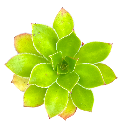 Aeonium 'Maximus'