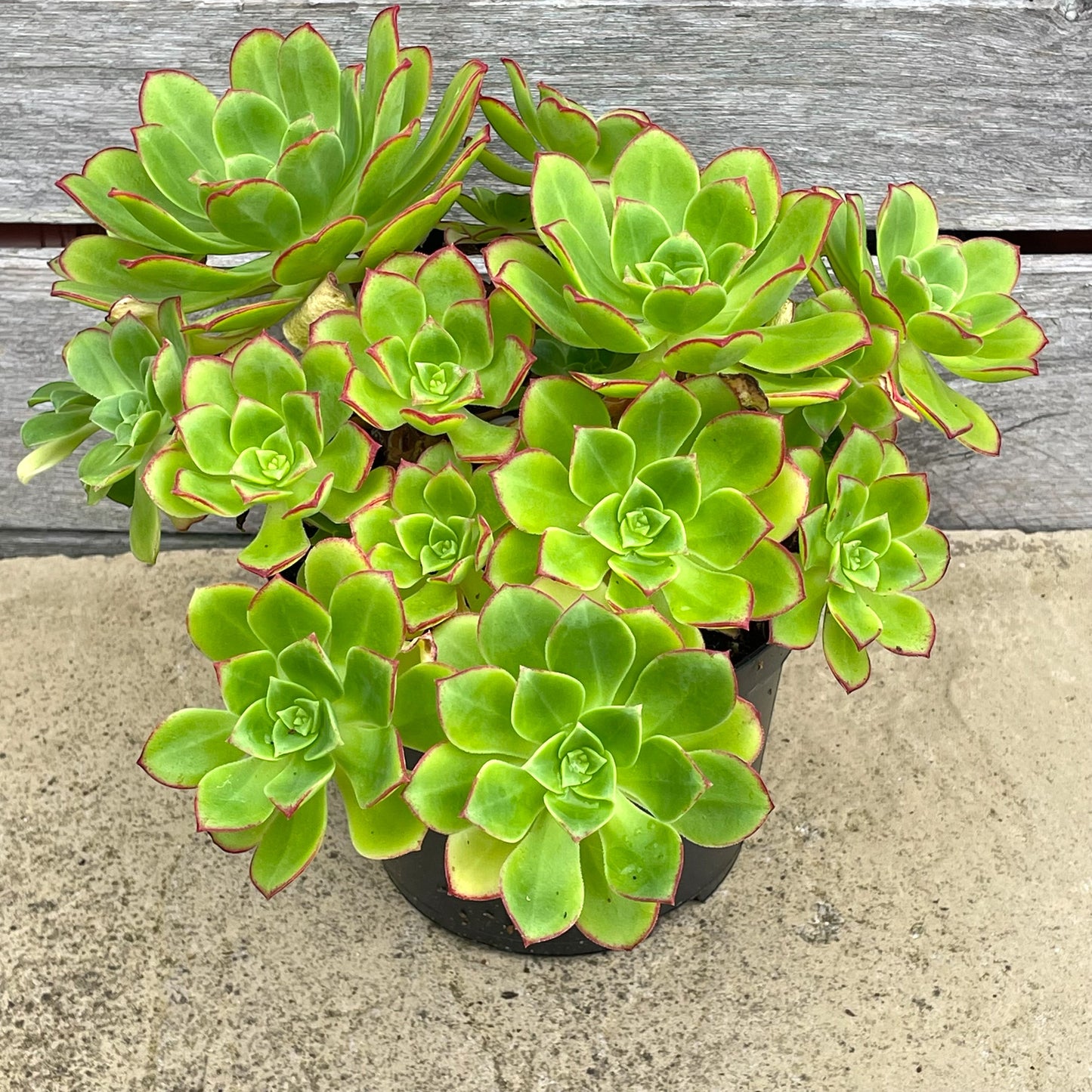 Aeonium 'Paradise'