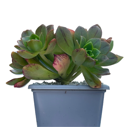 Aeonium 'Bronze Medal'